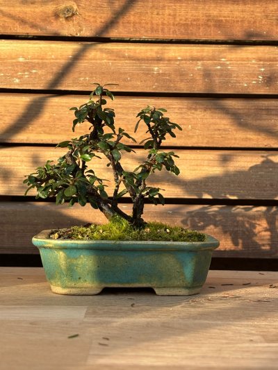 Cotoneaster
