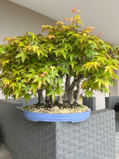 Acero palmato