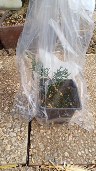 Bouture junipers 101