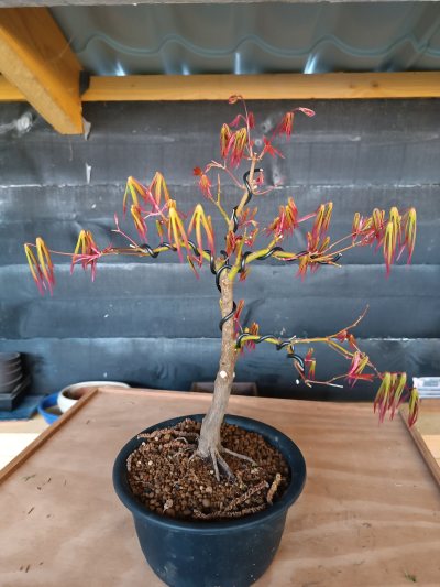 Acer palmatum hokidachi