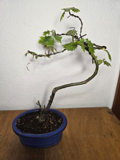 Eiche Rot 001