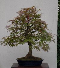 購入 - 2012/10/18 - Photo 1/1