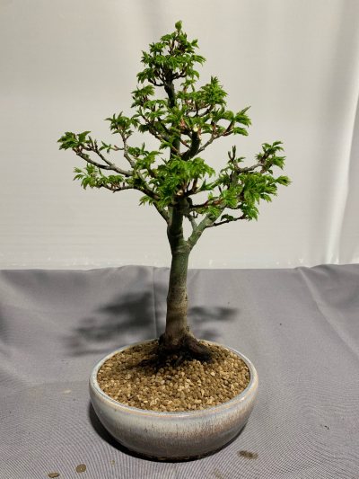 Acer shishi