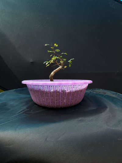 Olmo chino
