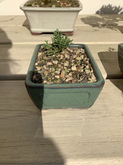 Jupinerus Léane