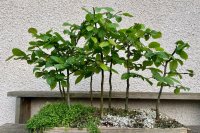 Pruning - 5/22/23 - Photo 1/2