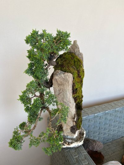 Ginepro Shimpaku