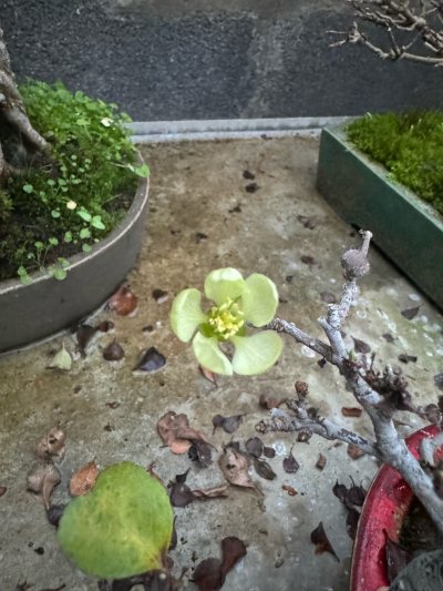 Chaenomeles japonica