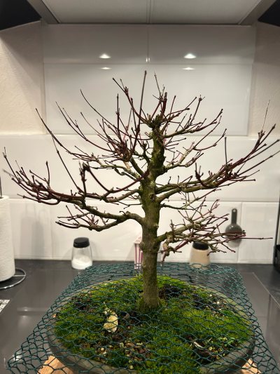Erable palmatum
