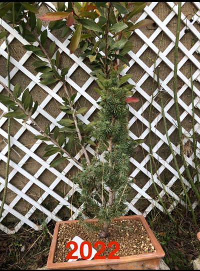 Picea esqueje