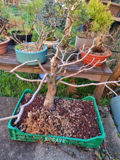 Carpinus 3