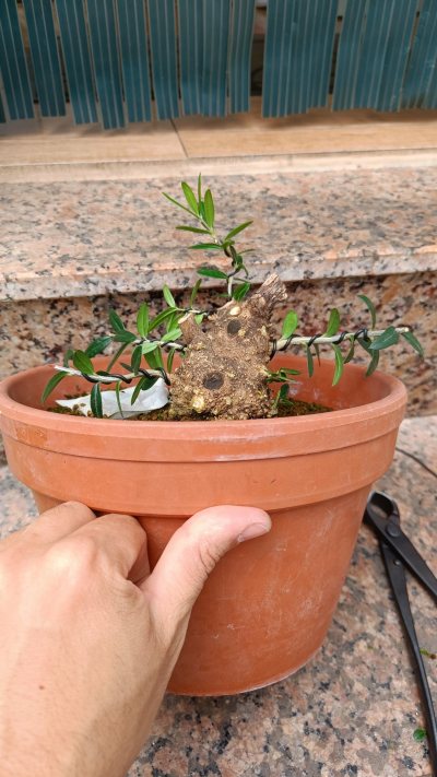 Acebuche