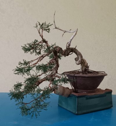 Juniperus shohin cascade