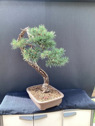 Pin Sylvestre Sireyjol