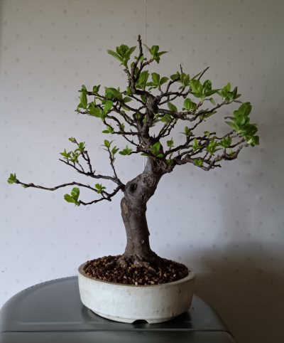 Malus 1