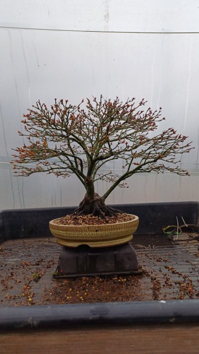 Acer Kiyohime Dominique