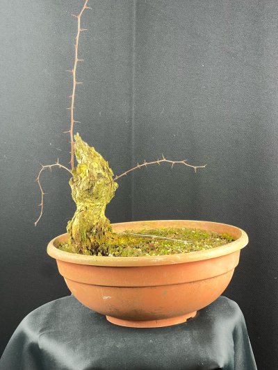 Berberis