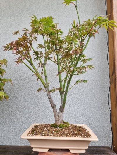 Arbre de l'année
