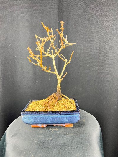 Forsythia