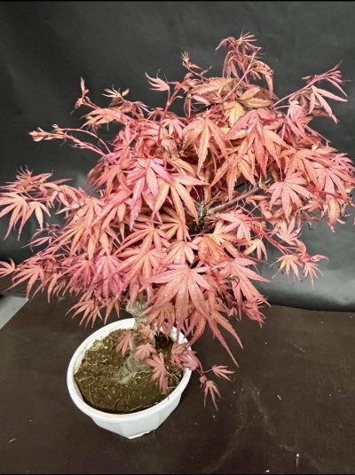 Acero beni chi dori