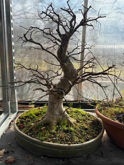 Zürgelbaum #133