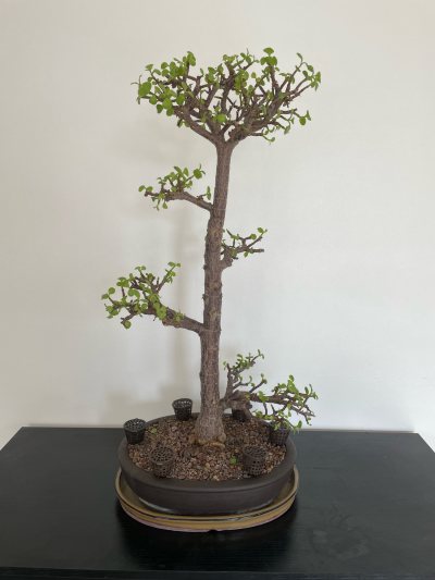 Portulacaria