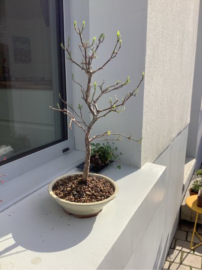 Cornus Mas