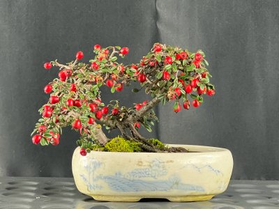 Cotoneaster Luc