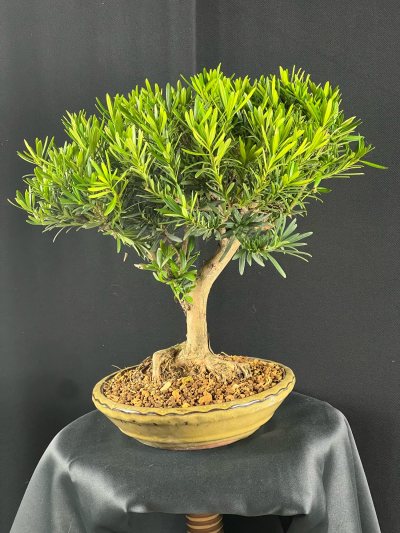 Podocarpus