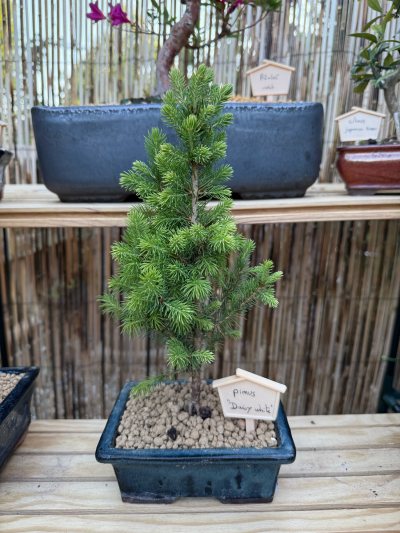 Pinus Daisy White