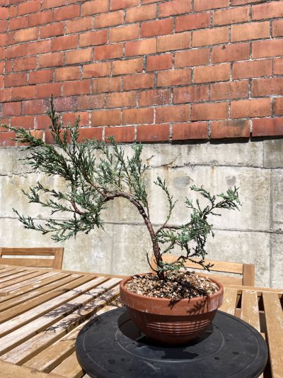 Juniperus blue arrow
