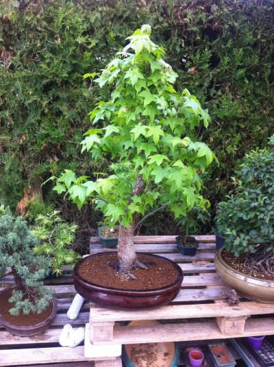 Liquidambar