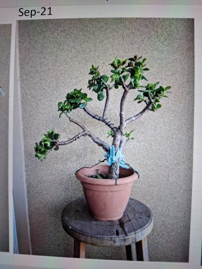 Jade Gift