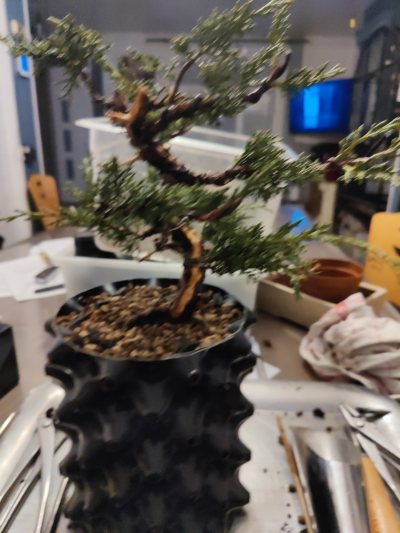 Juniperus kirku