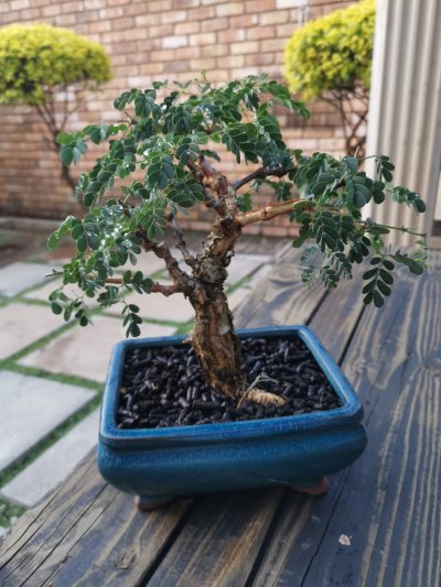 Black Monkey Thorn
