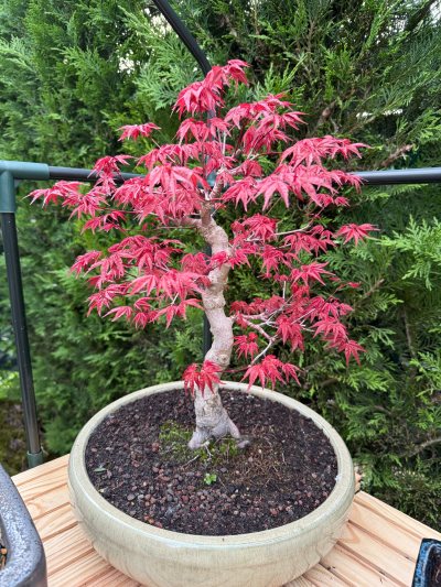 Acer palmatum