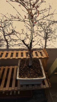 Omplantning - 02.03.2025 - Photo 1/1