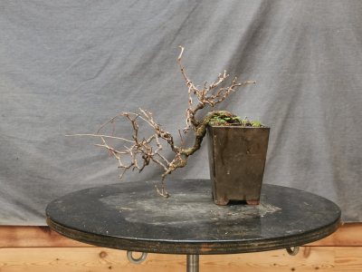 Vigne vierge