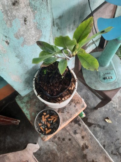 Mai Nhị Ngọc Toàn