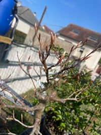 Knospung - 24.04.22 - Photo 1/1
