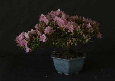 Satsuki shohin