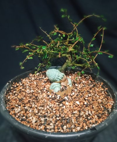 Ventos de Harimpunjaya