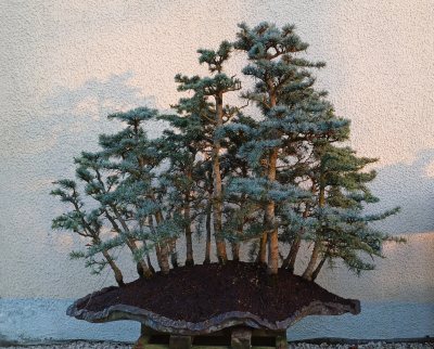 Forêt de cèdres