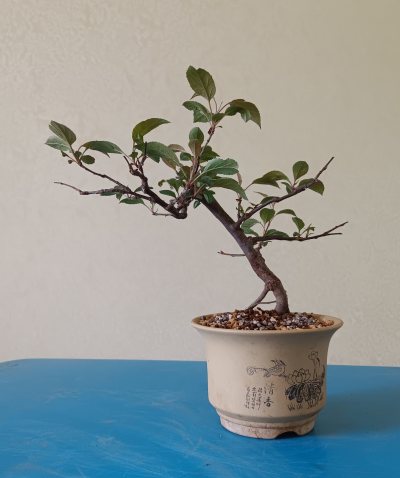 Malus 2