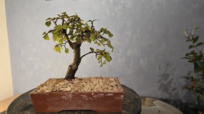 Orme de chine 7
