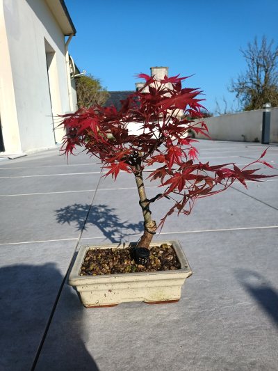 Érable du Japon