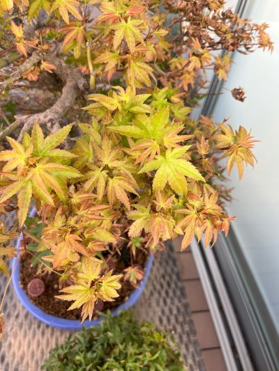 Acer Yamamoniji