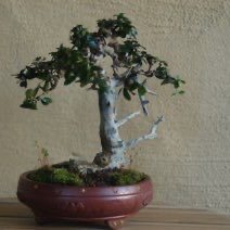 Acebuche