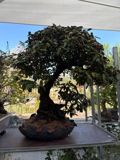 Eleagnus 1 #151
