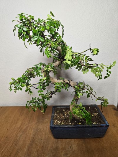Pfeffer Szechuan 001